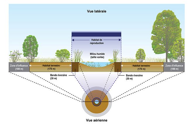 L’habitat de reproduction est une zone formée du milieu humide et de la bande riveraine qui l’encercle. L’habitat terrestre commence après la bande riveraine et la zone d’influence est un périmètre autour de l’habitat terrestre qui vise à englober l’ensemble de l’aire de drainage essentielle au maintien de l’habitat.