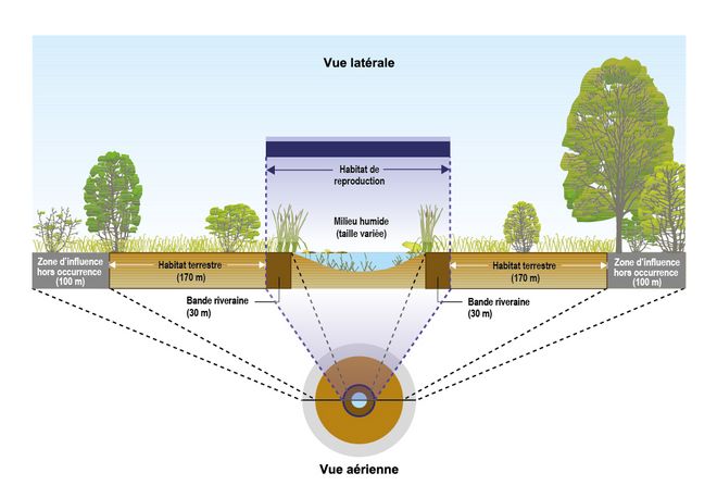 L’habitat de reproduction est une zone formée du milieu humide et de la bande riveraine qui l’encercle. L’habitat terrestre commence après la bande riveraine et la zone d’influence est un périmètre autour de l’habitat terrestre qui vise à englober l’ensemble de l’aire de drainage essentielle au maintien de l’habitat.