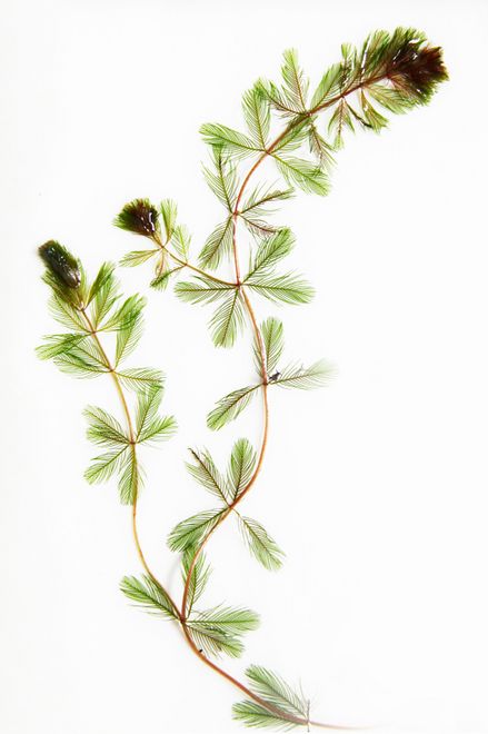 Tiges de myriophylle à épis étendues sur une surface blanche.