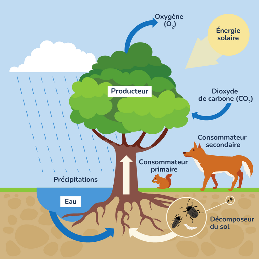 Représentation des interactions dans un écosystème. Les précipitations se transforment en un plan d’eau qui sert à alimenter un arbre. L’arbre, grâce à l’énergie solaire, produit de l’oxygène et capte le dioxyde de carbone. Les décomposeurs du sol, comme les larves de mouches et les scarabées, enrichissent le sol près de l’arbre. L’arbre fournit la nourriture au consommateur primaire, représenté par un écureuil. L’écureuil peut être une source de nourriture pour le consommateur secondaire, représenté par un renard.