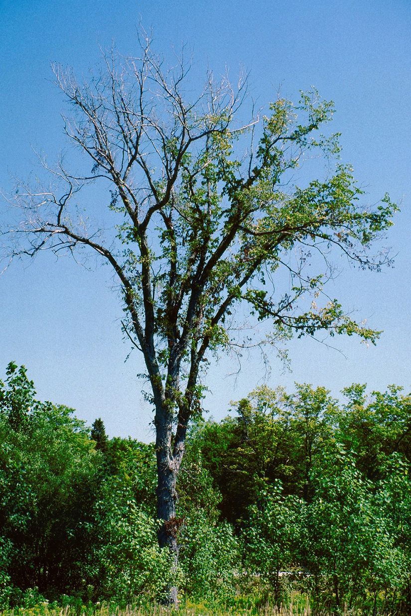 Les branches et les feuilles de cet orme flétrissent en raison de la maladie hollandaise de l'orme.