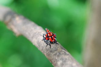 Larve mature du fulgore tacheté photographiée sur une branche d’arbre. Elle est rouge et noire avec des taches blanches.