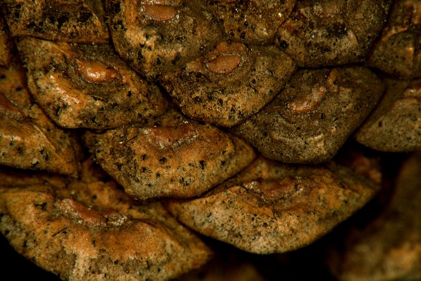 Des points noires, qui sont les fructifications du champignon, sont observables sur les écailles de ce cône de pin rouge.