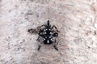 Jeune larve de fulgore tacheté photographié sur un tronc d’arbre. Elle est noire avec des taches blanches sur le corps, la tête et les pattes.
