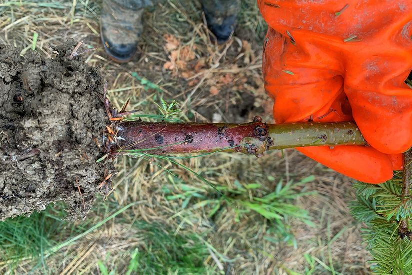 À la base du tronc de cet arbre, l'écorce est sombre comparé au reste qui est plus vert. L'humidité a provoqué la pourriture des racines.