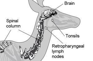 Picture of a deer’s anatomical parts that are subject to transportation restrictions: brain, spine, spinal cord, tonsils and lymph nodes.