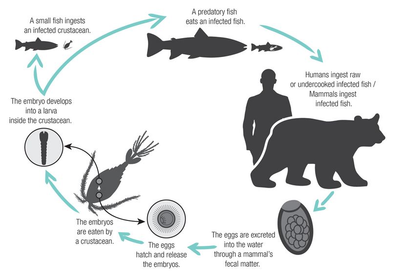 Cycle de vie des vers Diphyllobotrium spp. Les humains et les mammifères, comme les ours, rejettent des œufs de parasite dans l’eau. Les œufs sont ensuite mangés par un crustacé, puis un poisson, avant de terminer leur développement chez un humain ou un mammifère.  