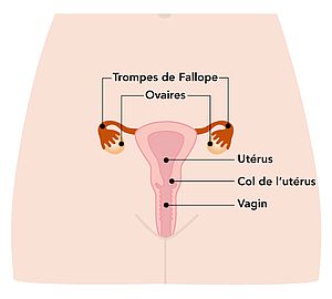 Schéma illustrant un utérus. Schéma illustrant un utérus.