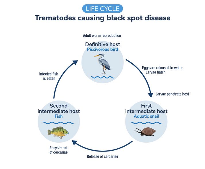 The eggs are expelled in the bird’s excrement. In the water, the eggs release the larvae. These penetrate their first intermediate host (an aquatic snail), where they transform into cercariae. The cercariae are then released into the water and penetrate the skin of their second intermediate host (fish). In fish, cercariae encyst in the flesh, gills, fins or viscera, transforming into metacercariae. The cycle is completed when a fish infected with metacercariae is eaten by a bird, and the parasites become adults capable of reproducing in the bird.