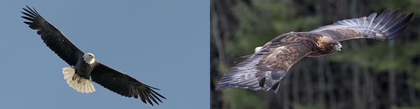 Aigle royal en vol où l’on distingue la forme en V aplati de ses ailes, comparativement à un pygargue à tête blanche en vol qui tient ses ailes bien droites.