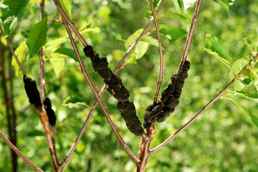 Des nodules noirs et durs sont présents sur quatre branches d’un cerisier.