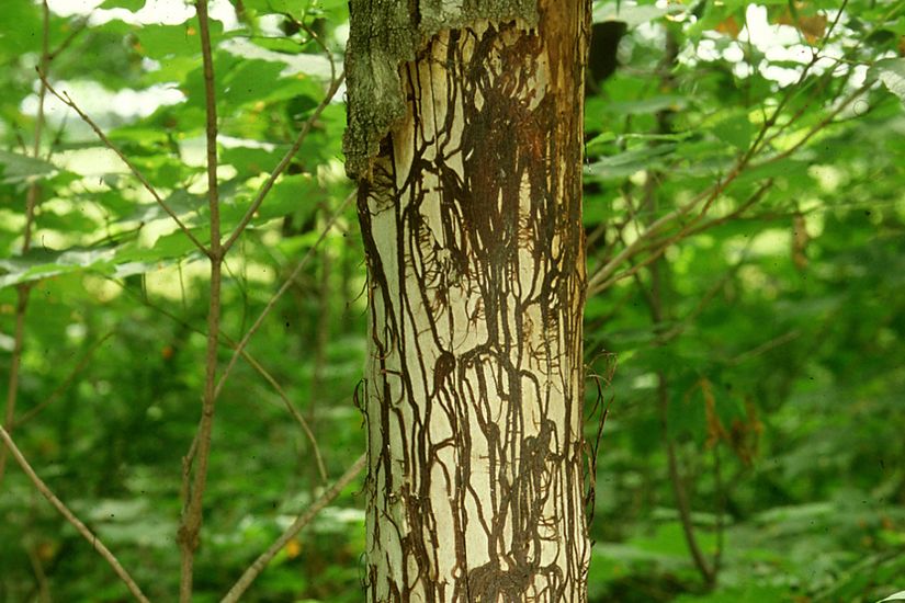 La pourriture des racines d’un érable a gravi le tronc de l’arbre parce qu’il a été attaqué par le pourridié-agaric.