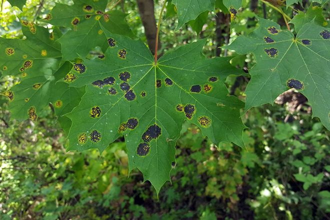 Feuilles de l’érable de Norvège atteintes par la tache goudronneuse. © Ministère de l’Environnement, de la Lutte contre les changements climatiques, de la Faune et des Parcs