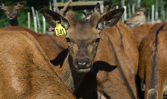 Cerf avec une étiquette imprimée