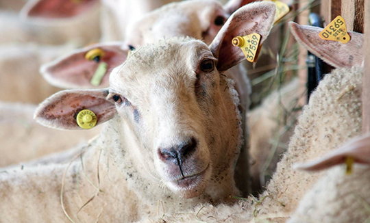 Ovin avec une étiquette électronique posée sur une oreille et une étiquette imprimée sur l’autre oreille