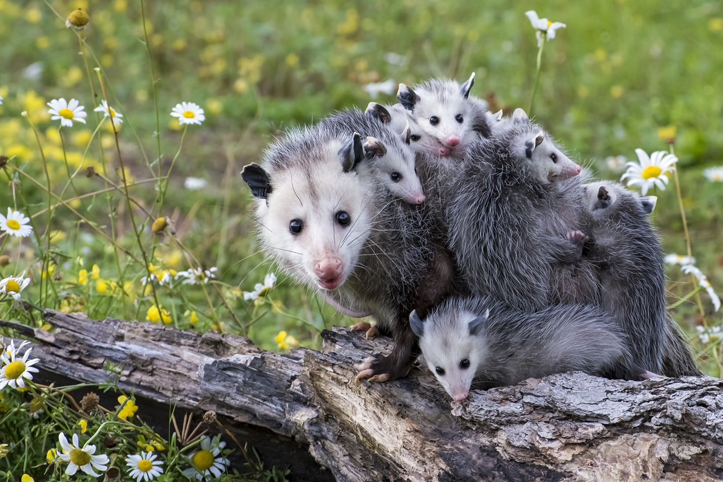 Une maman opossum avec ses petits.