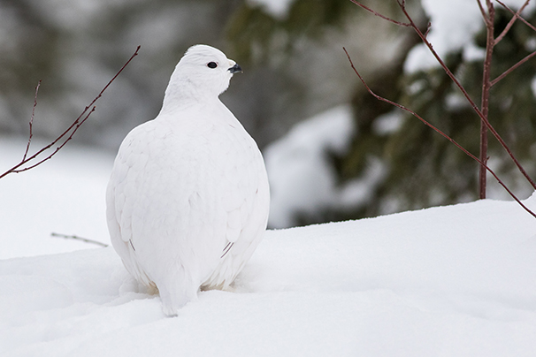 Un lagopède des saules sur un sol enneigé.