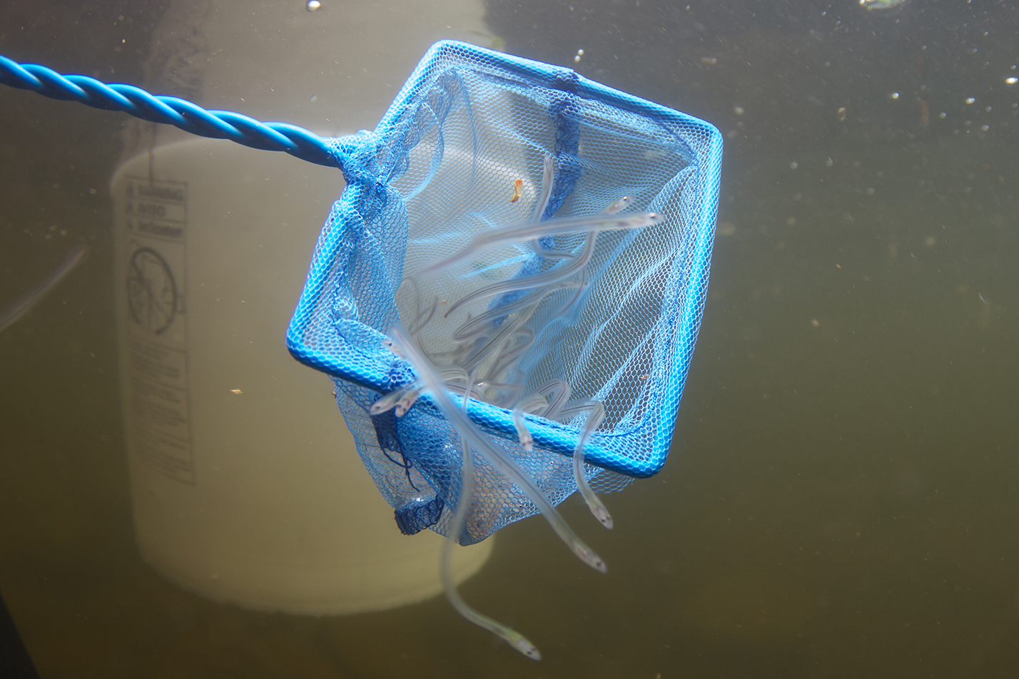 Jeunes anguilles dans l’eau qui sortent d’une épuisette