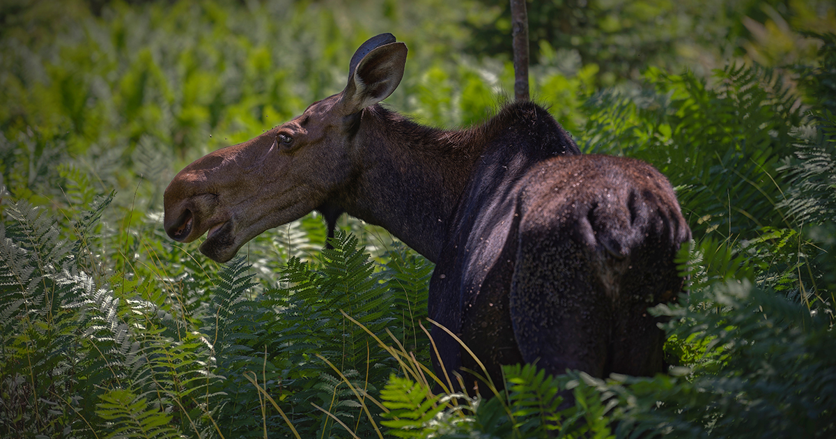 Une femelle orignal dans une forêt verdoyante.