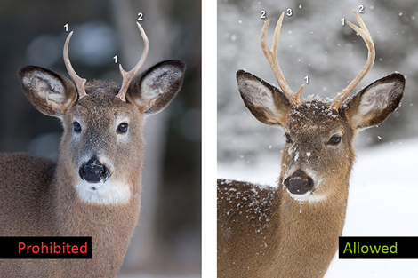 Heads of two white-tailed deer, one with two-point antlers and the other with three 2.5 cm points.