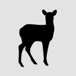 Profile view of the body of a fawn that is square in shape.