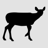 The body of the adult female white-tailed deer is rectangular in shape