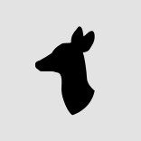 Profile view of the head of a fawn that is recognizable by its short neck. Its nose and head are close.