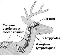 Illustration des parties anatomiques du cerf visées par des restrictions de déplacement: cerveau, colonne vertébrale, moelle épinière, amygdales et ganglions lymphatiques.