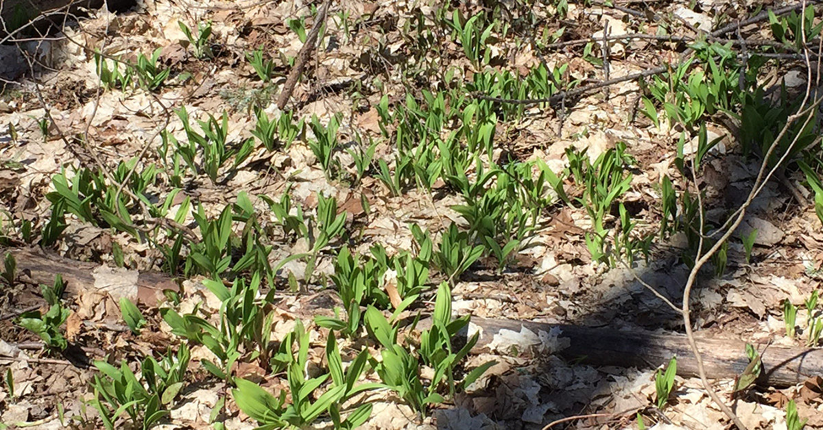 Graines D'ail Des Ours (Allium Ursinum) - 30 Graines, Plante Vivace Aromatique