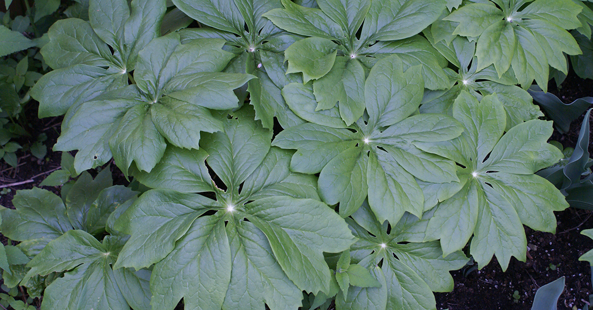 Know Podophyle Podophylle pelté | Gouvernement du Québec