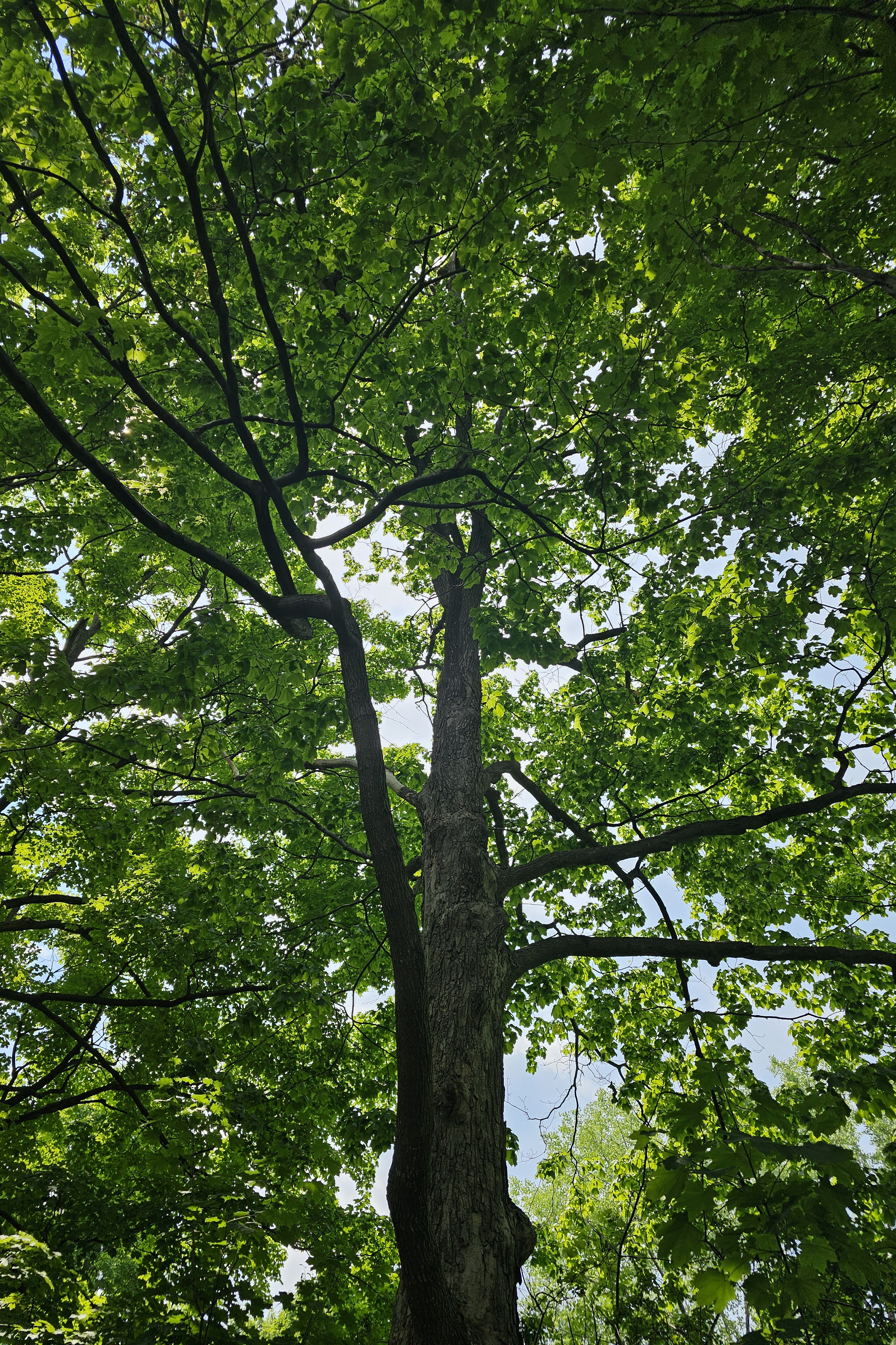 Tronc et feuillage de l’érable noir.