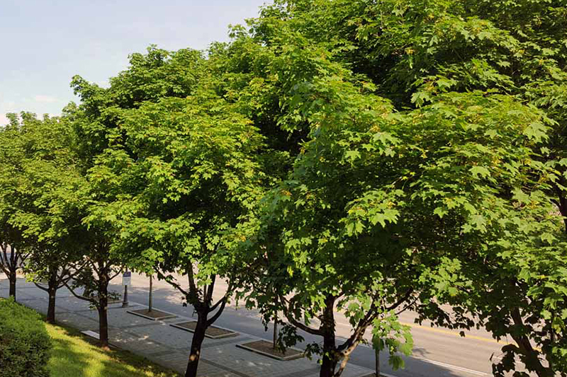Érables de Norvège plantés comme arbres de rue.