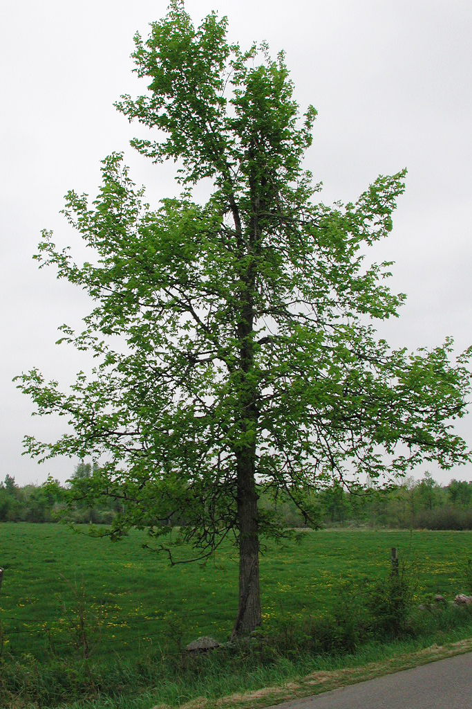 Un orme liège isolé en bordure d’un champ.