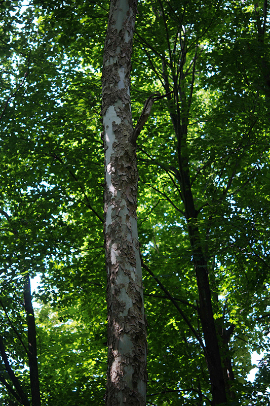 Tronc et feuillage du platane occidental.