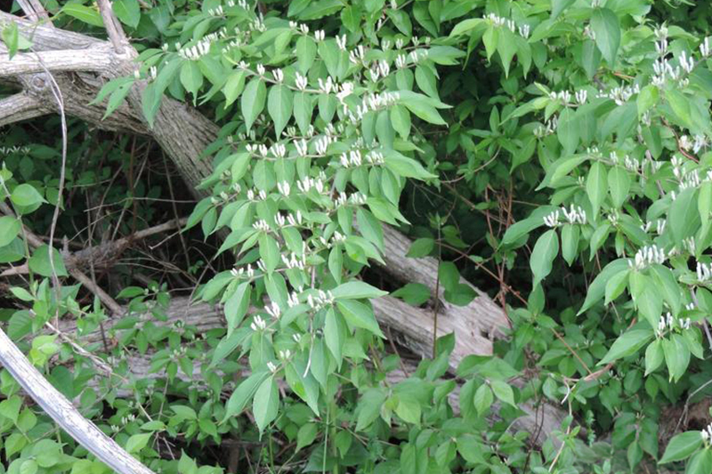Plant de chèvrefeuille de Maack en floraison.