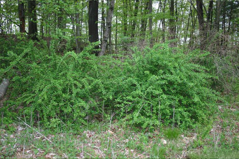 Plants d'épine-vinette du Japon envahissant un sous-bois.