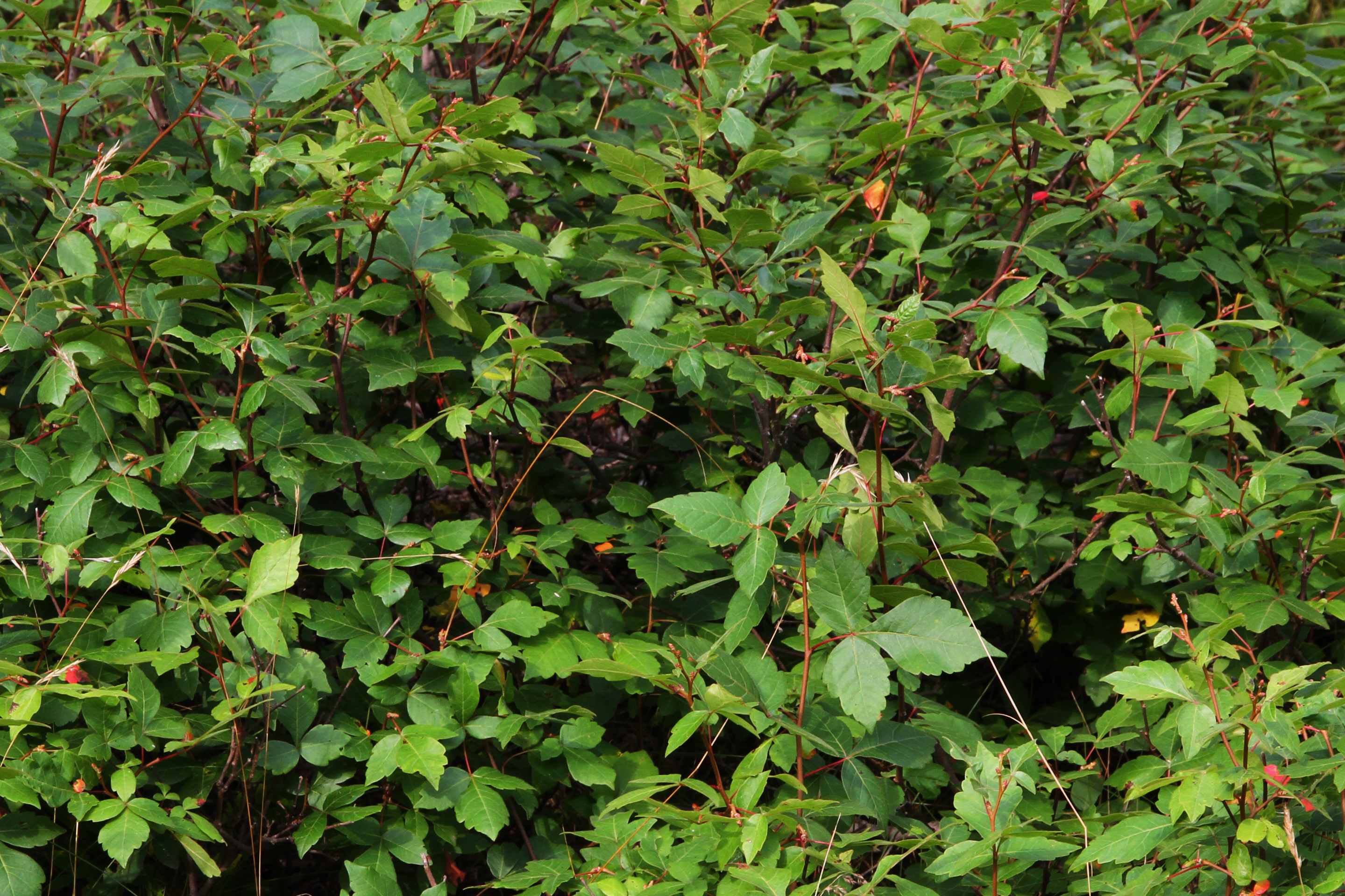 Bosquet de sumac aromatique.