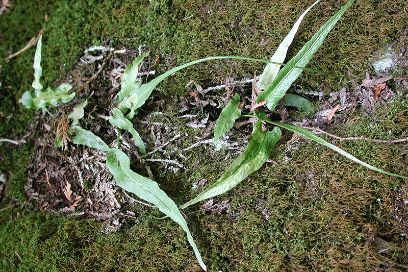 Petites touffes de doradille ambulante