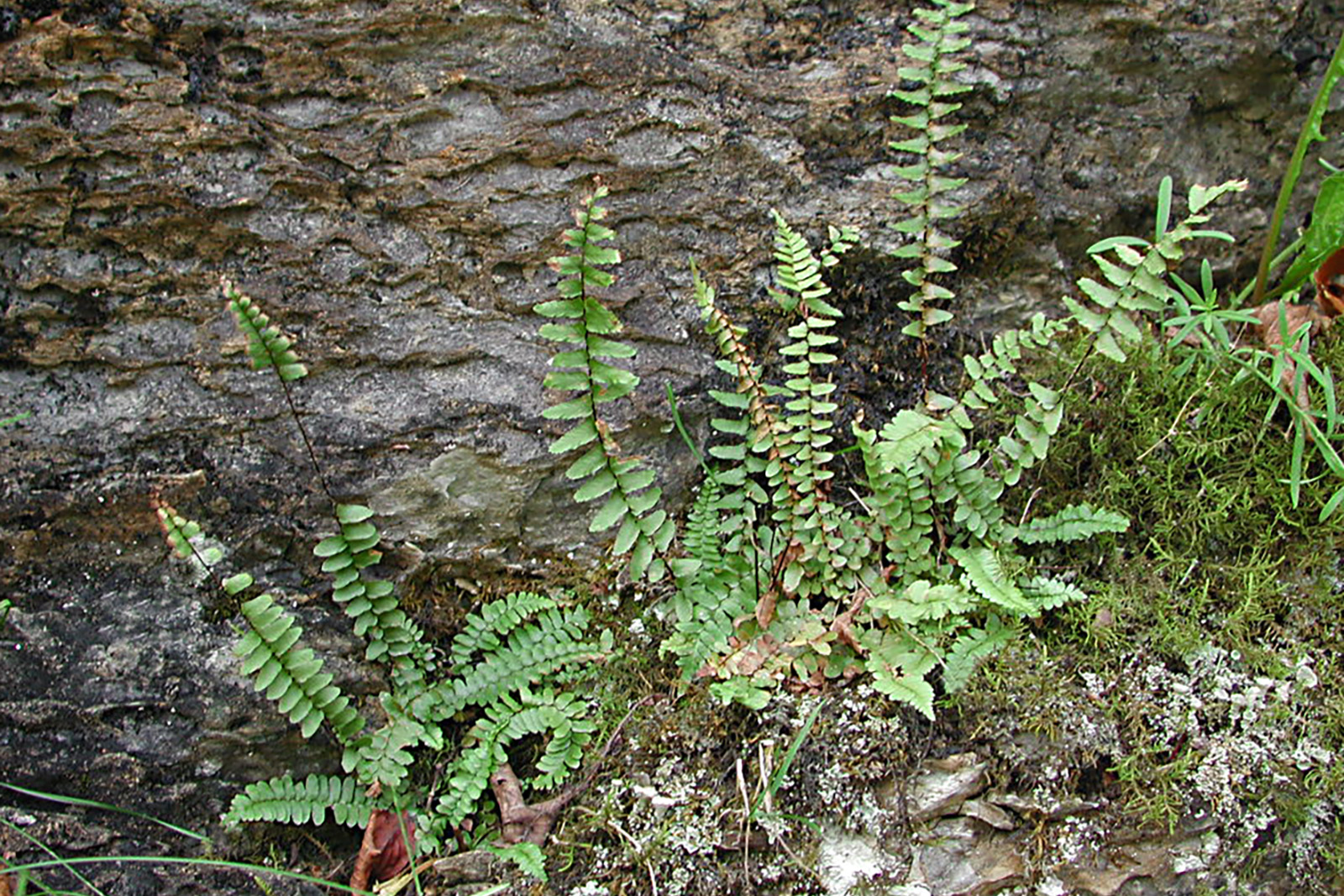 Touffes de doradille ébène.