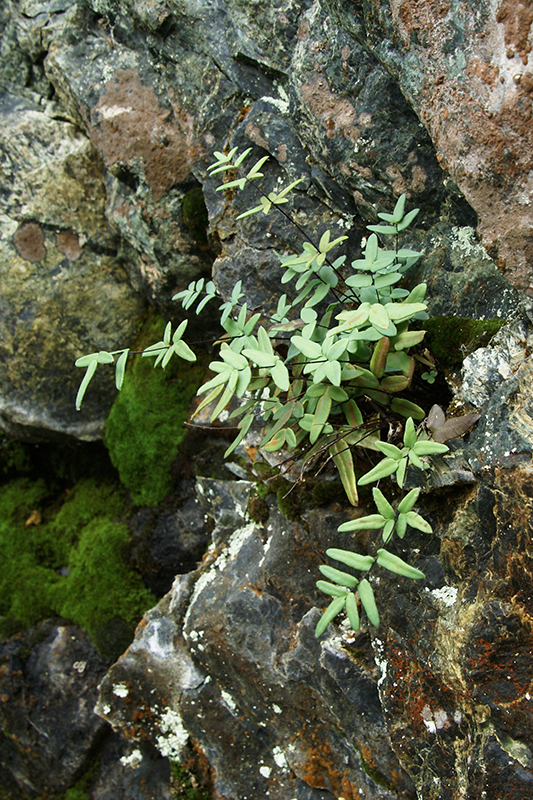 Touffe de pelléade glabre poussant sur une paroi rocheuse.