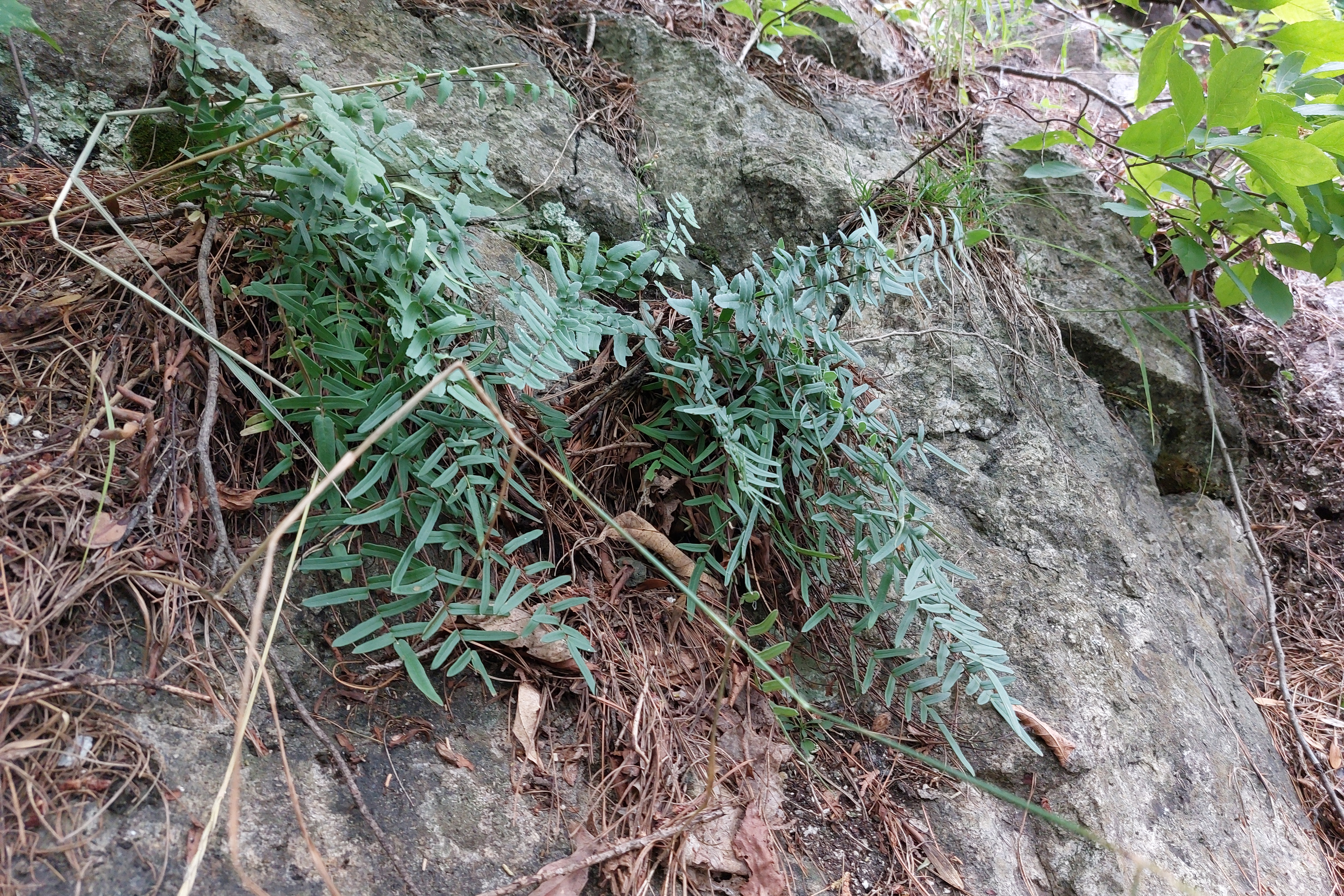 Touffes du pelléade à stipe pourpre poussant au travers de blocs rocheux.