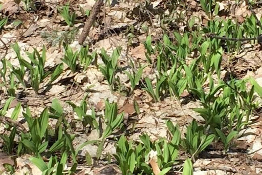 Feuilles d’ail des bois émergeant du sol forestier au printemps.