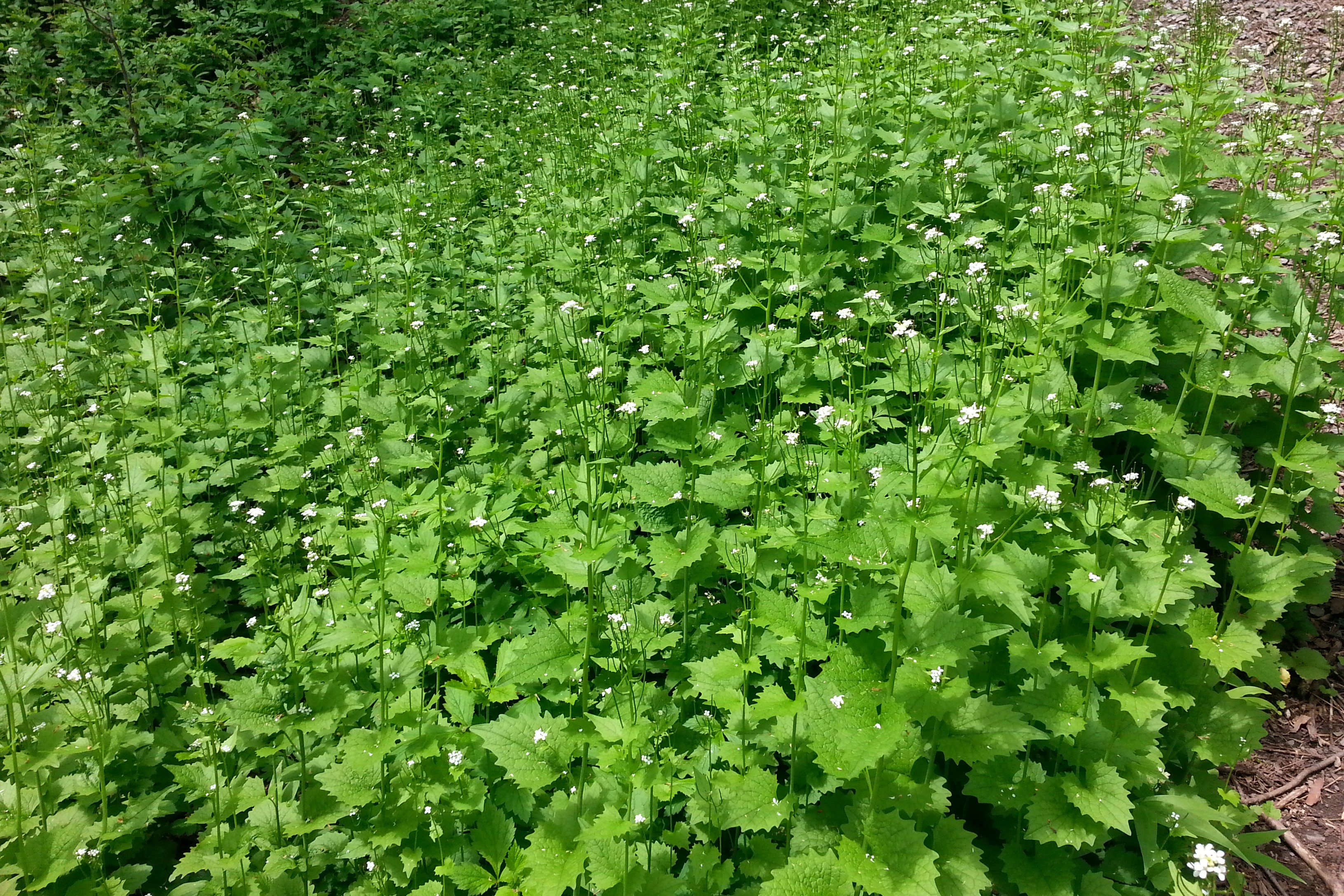 Alliaire officinale.