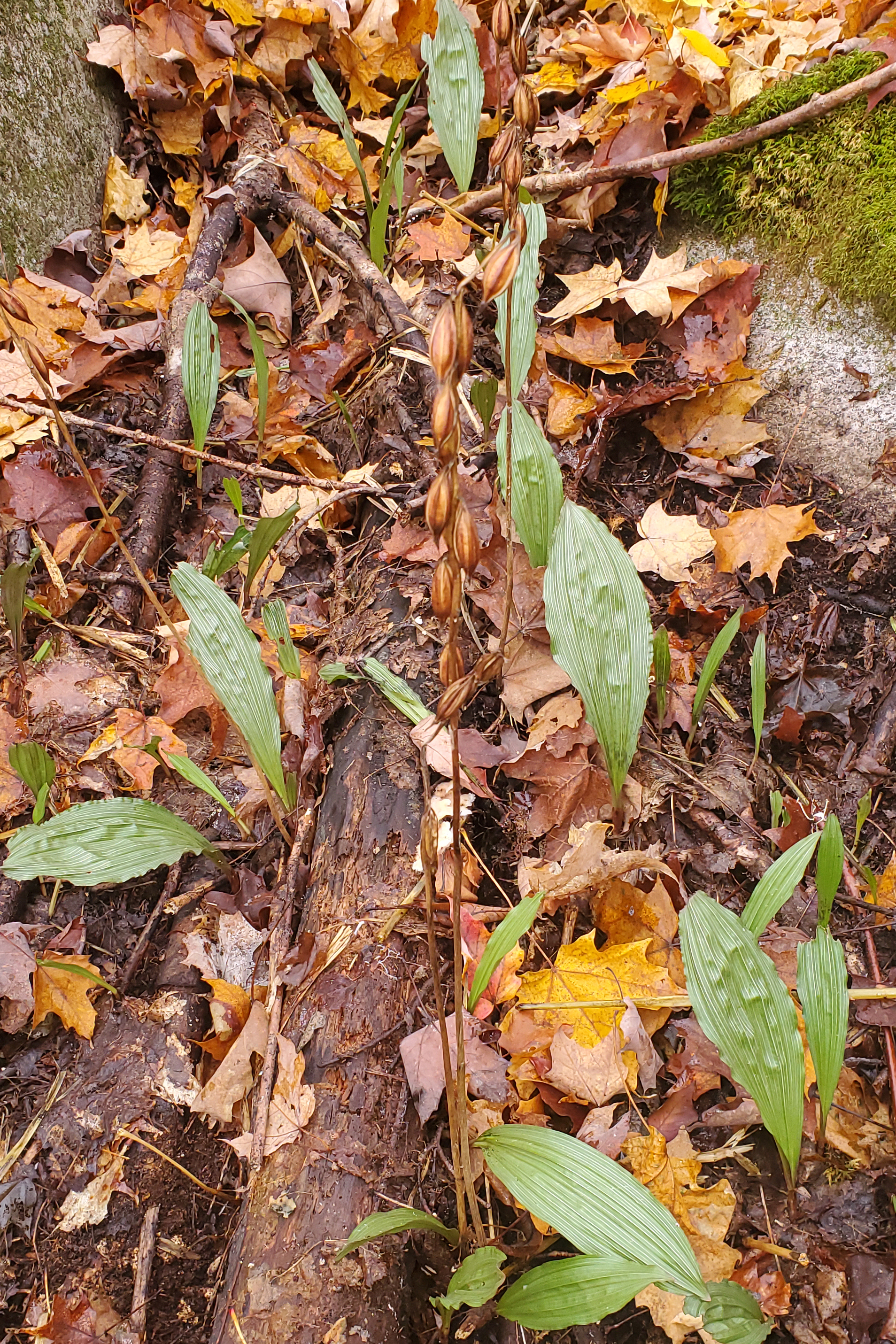 Feuilles et fruits de l’aplectrelle d’hiver à l’automne.