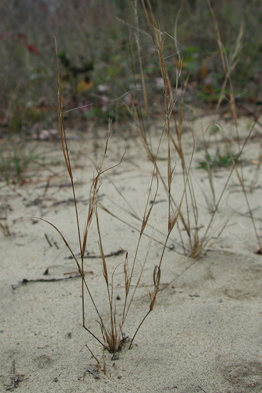 Quelques plants d’aristide à rameaux basilaires sur un sol sableux.