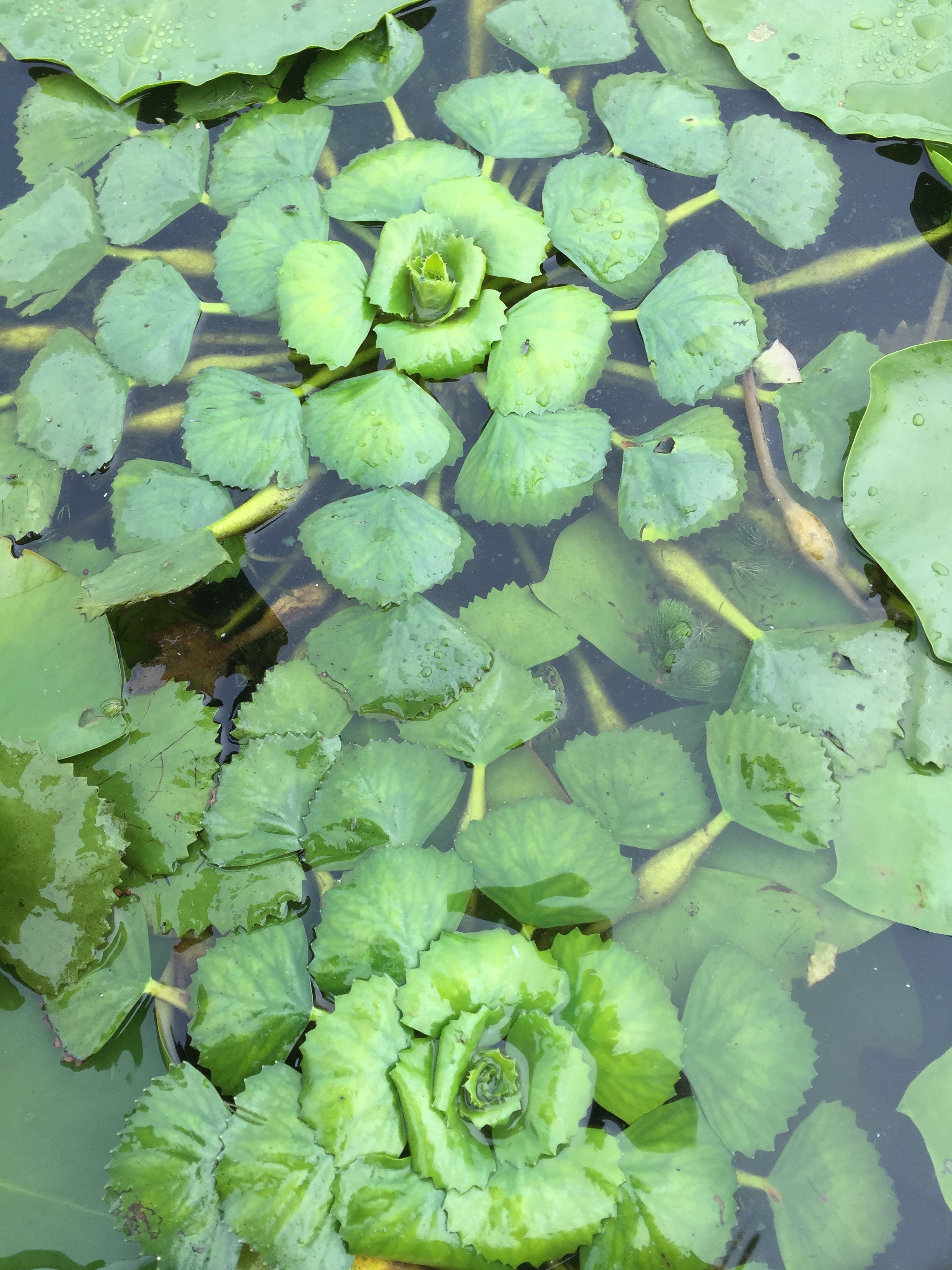Châtaigne d’eau flottant sur l’eau.