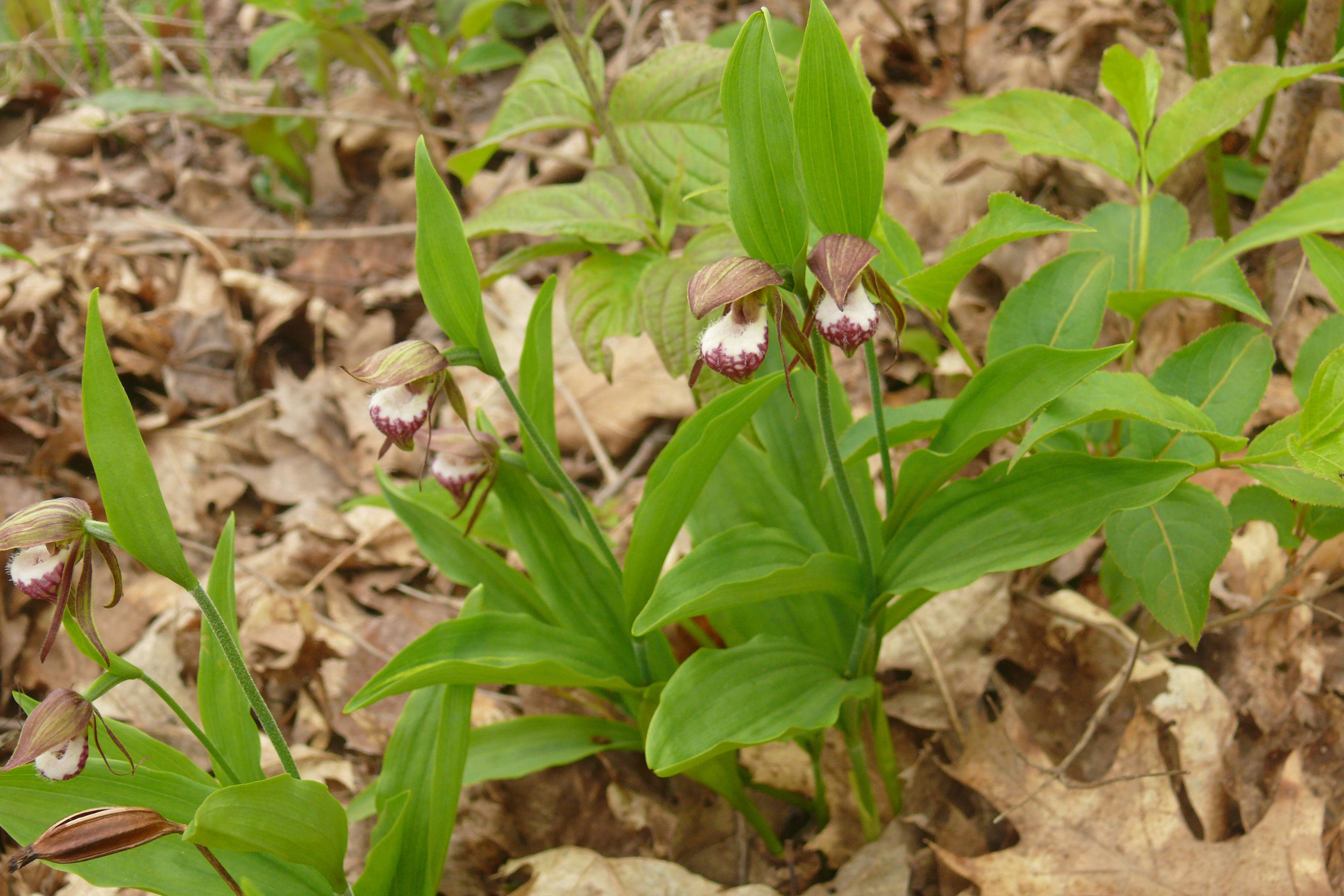 Plants de cypripède tête-de-bélier en fleur. 