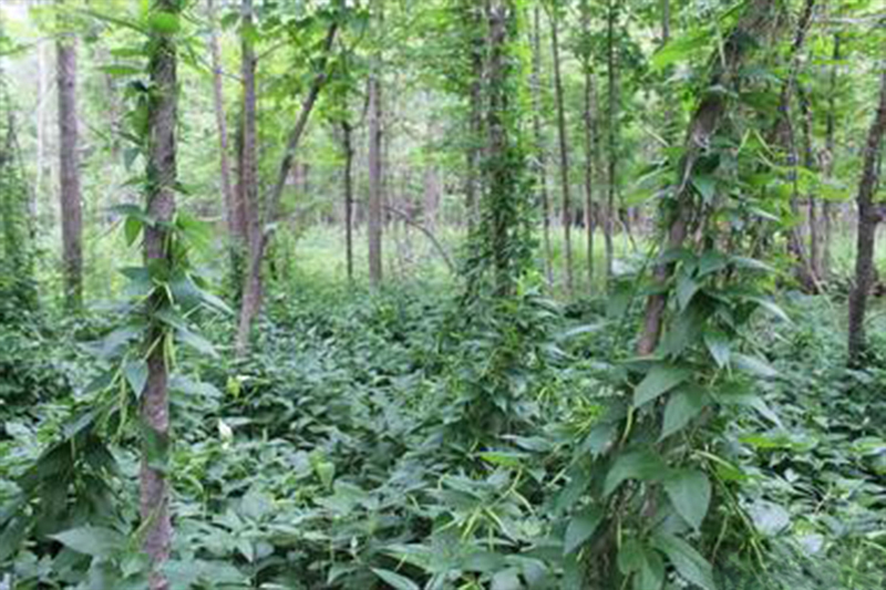 Plants de dompte-venin de Russie recouvrant le sol et s'agrippant aux arbres.