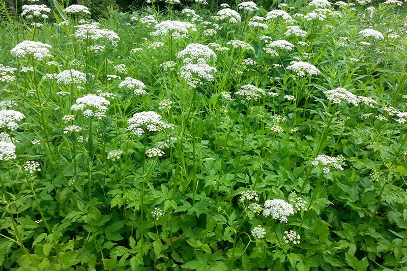 Plants d'égopode podagraire en floraison.