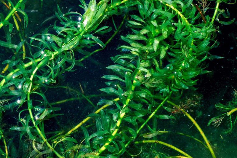 Plants d'élodée dense à la surface de l'eau.